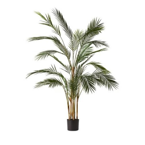 Evergreen Green Palm Tree